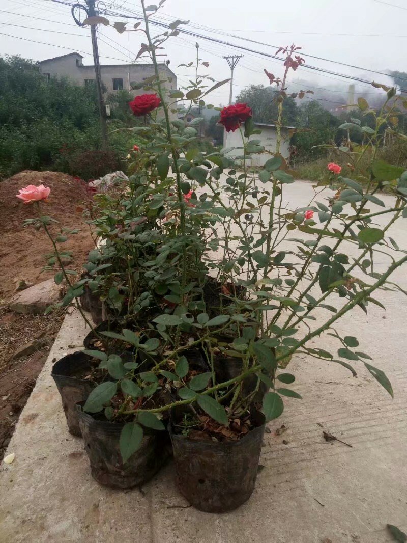 玫瑰花，月季花