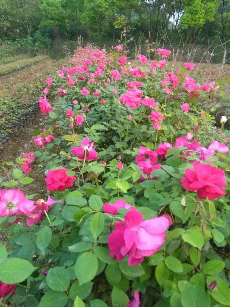 玫瑰花，月季花