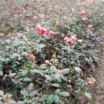 玫瑰花，月季花