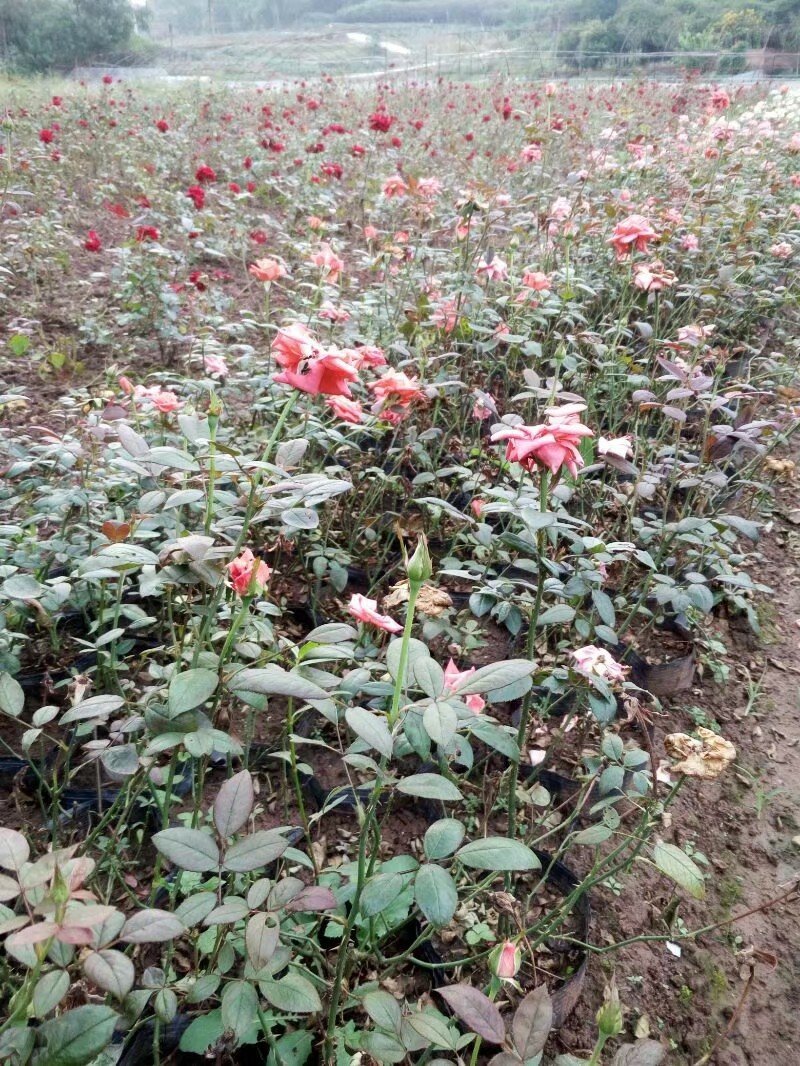 玫瑰花，月季花