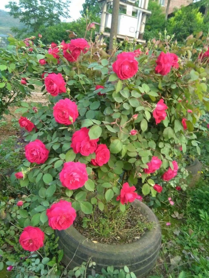 玫瑰花，月季花