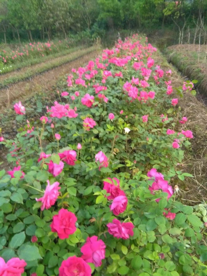 玫瑰花，月季花
