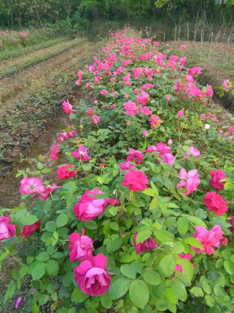 玫瑰花，月季花