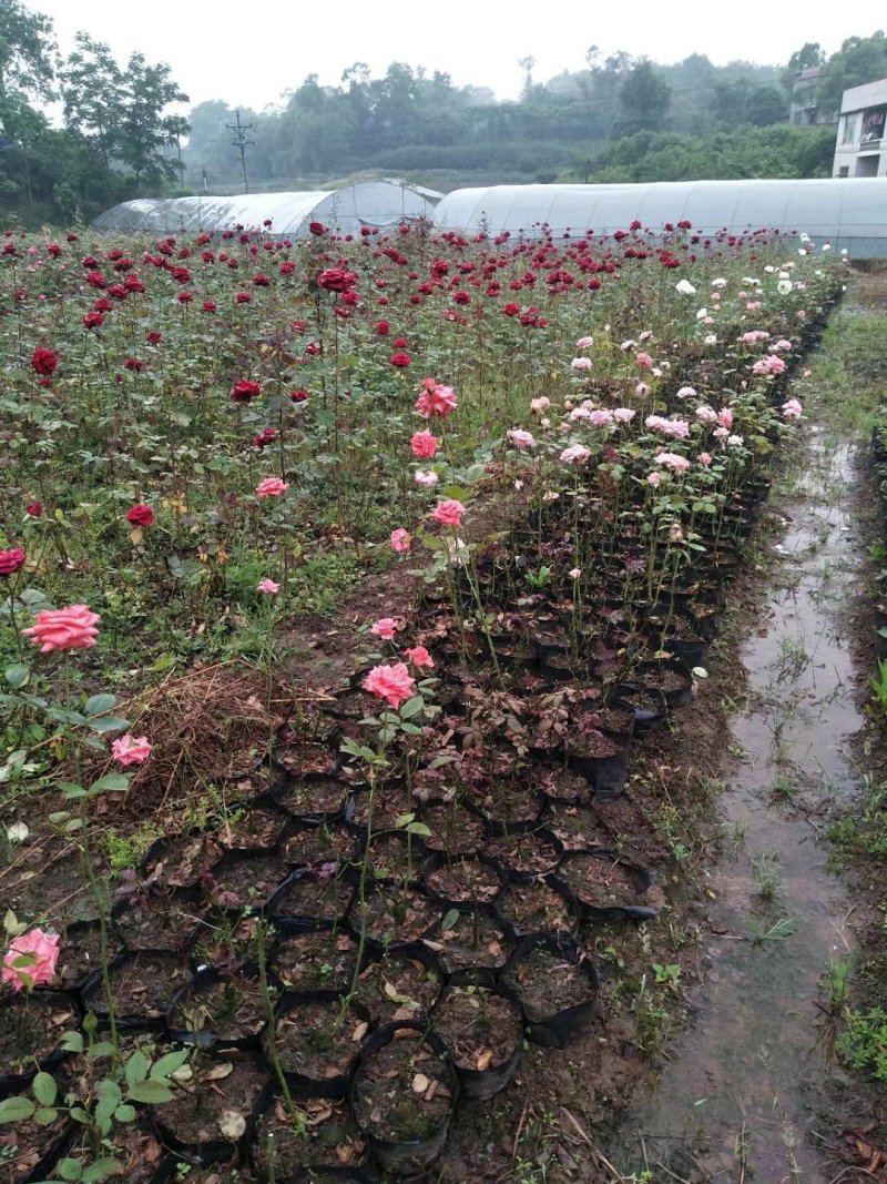 玫瑰花，月季花