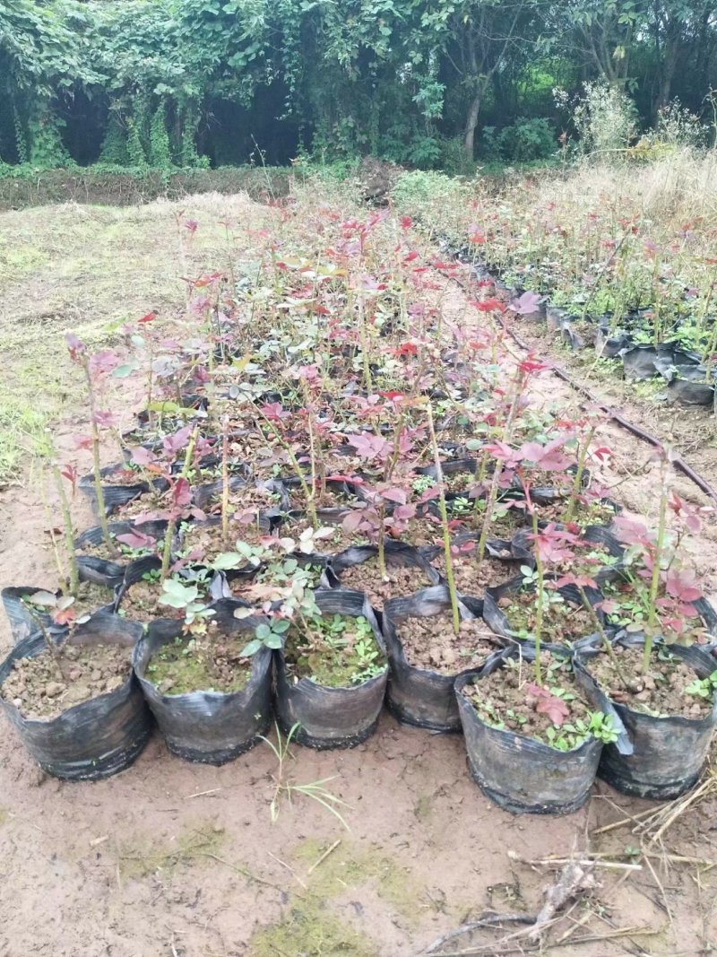 玫瑰花，月季花