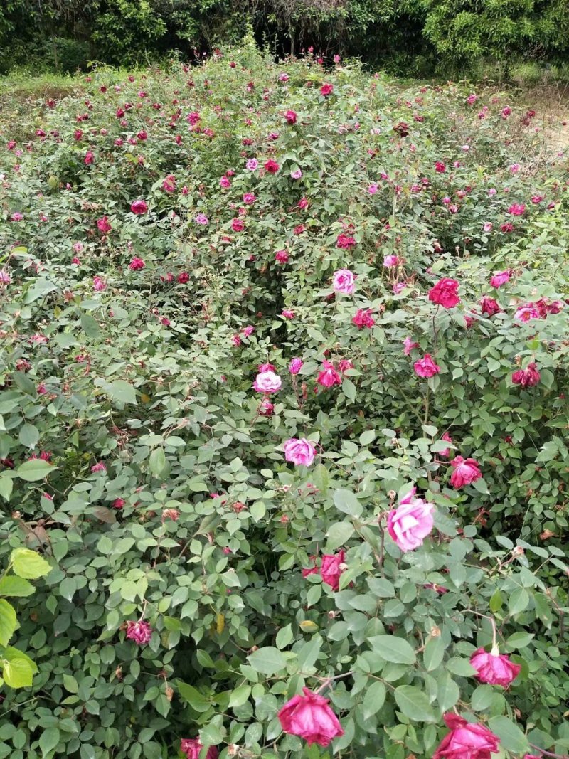 玫瑰花，月季花