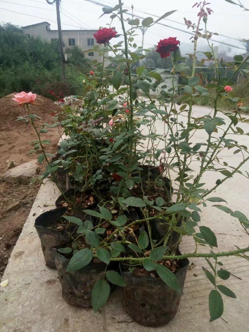 玫瑰花，月季花