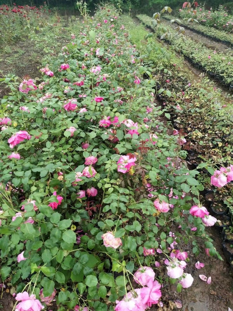 玫瑰花，月季花