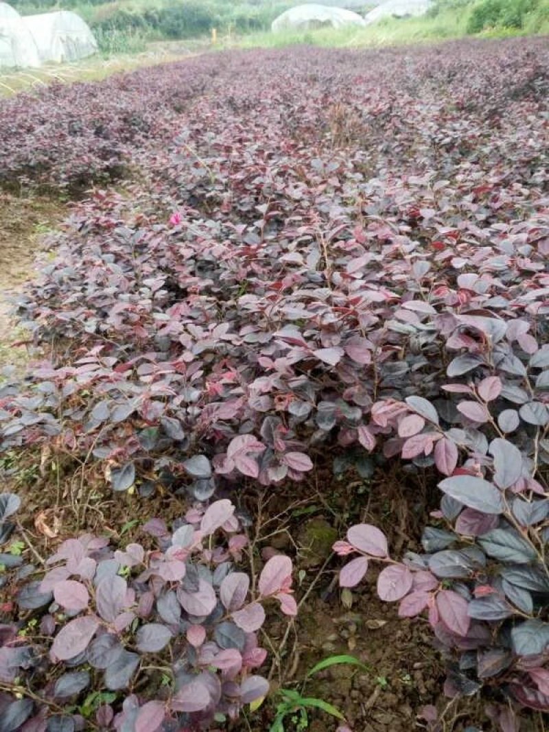 红花继木