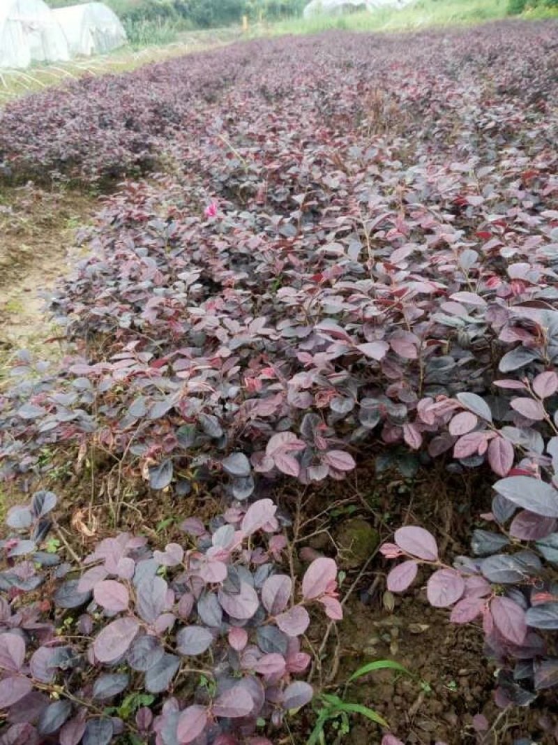 红花继木