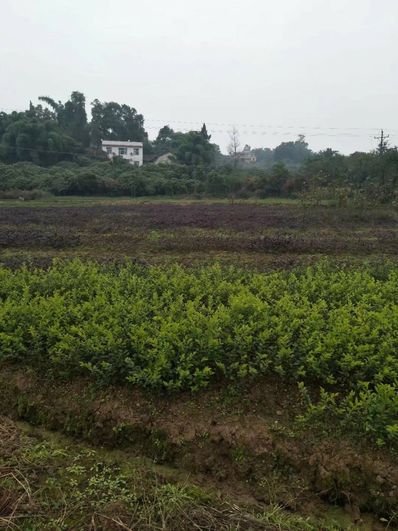 春鹃苗，栀子花，金叶女贞