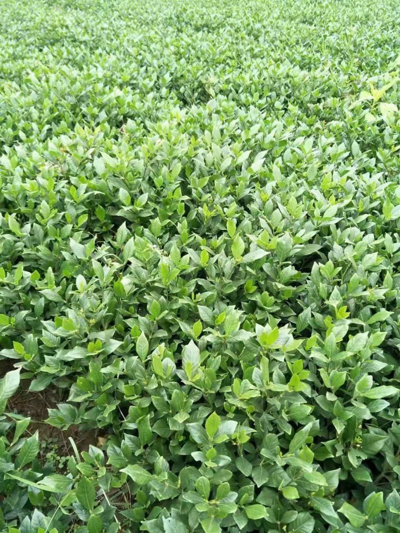 春鹃苗，栀子花，金叶女贞