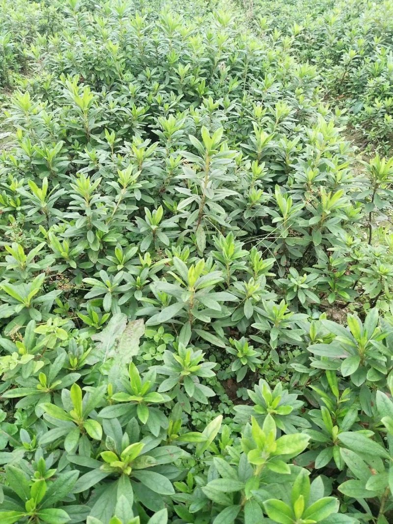春鹃苗，栀子花，金叶女贞