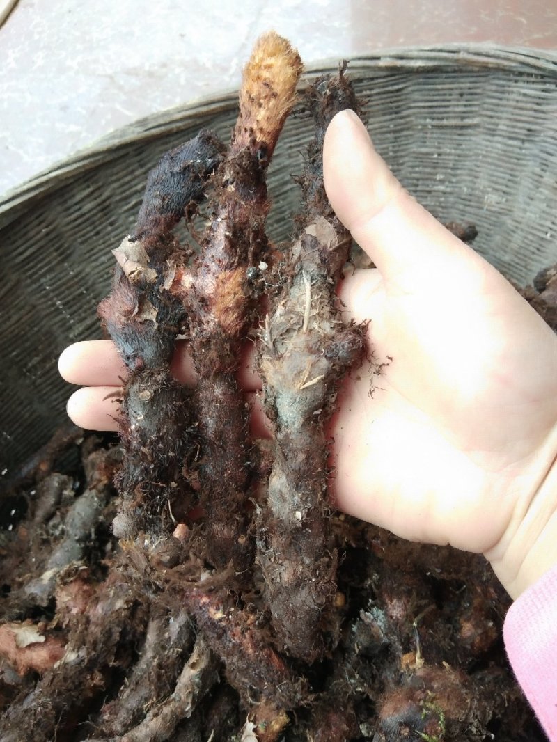 中药根茎类