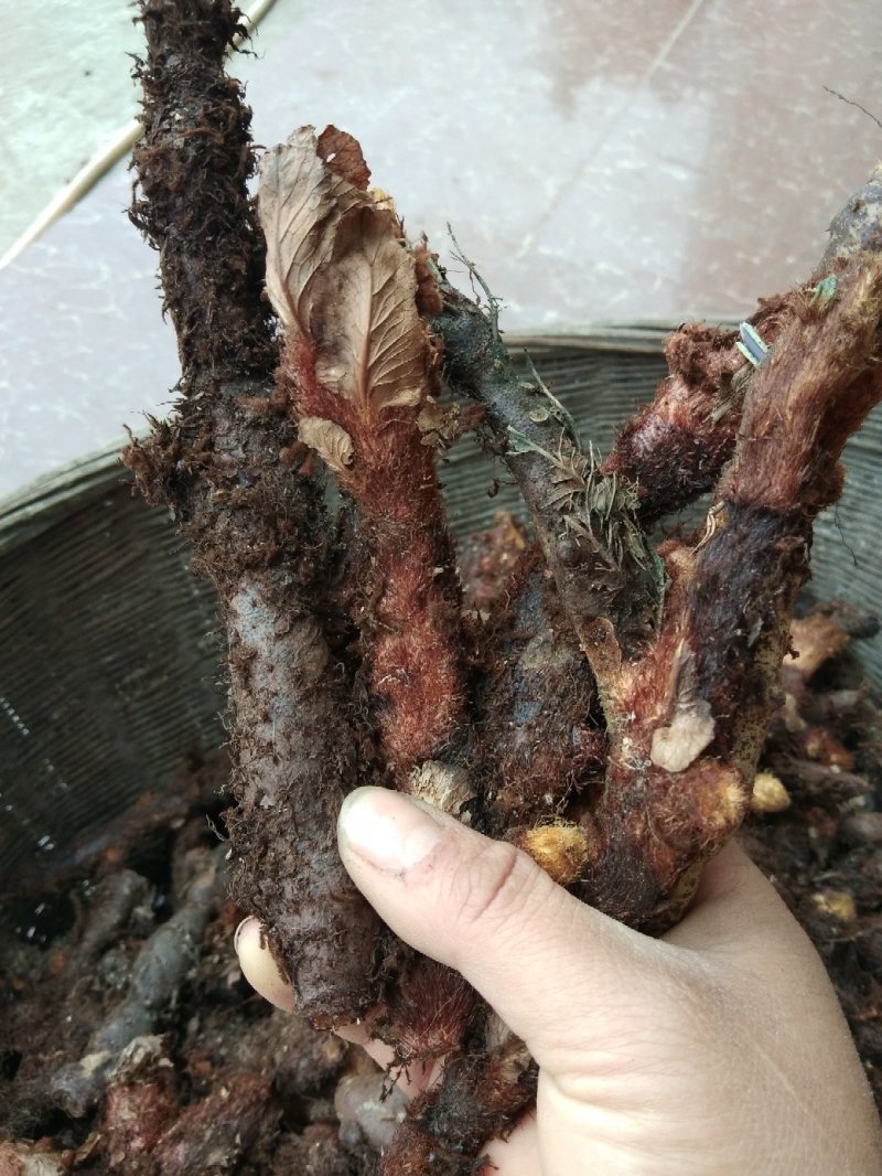 中药根茎类
