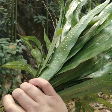 中药根茎类