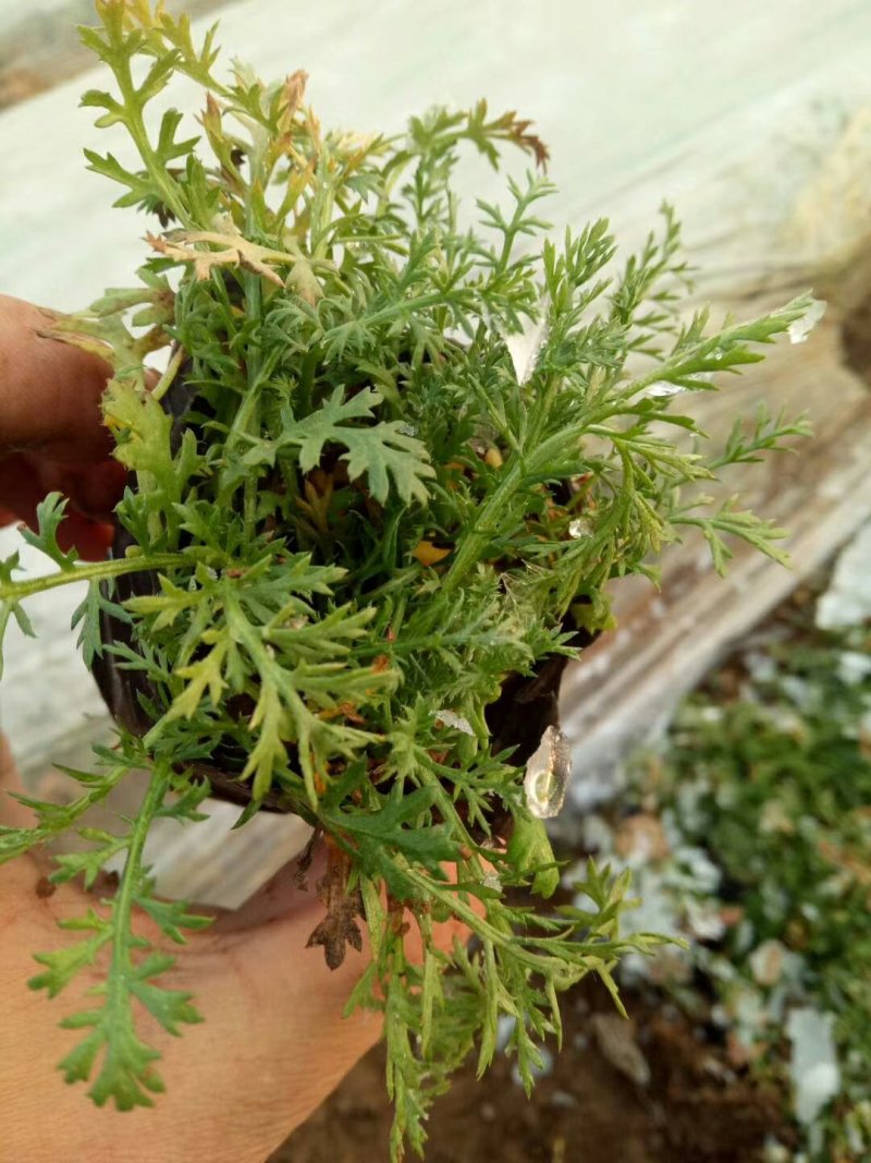 千叶蓍草，基地直销，蓍草，常年供应各种绿化苗木。