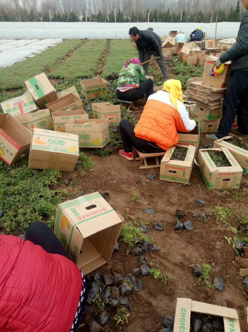 千叶蓍草，基地直销，蓍草，常年供应各种绿化苗木。