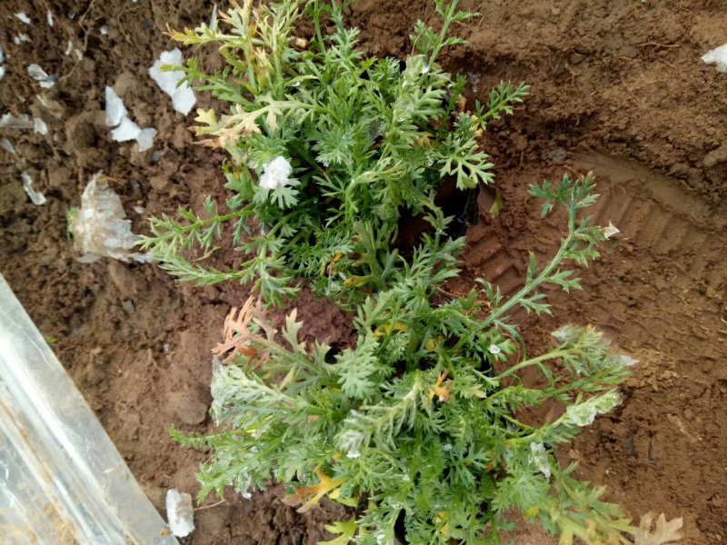 千叶蓍草，基地直销，蓍草，常年供应各种绿化苗木。