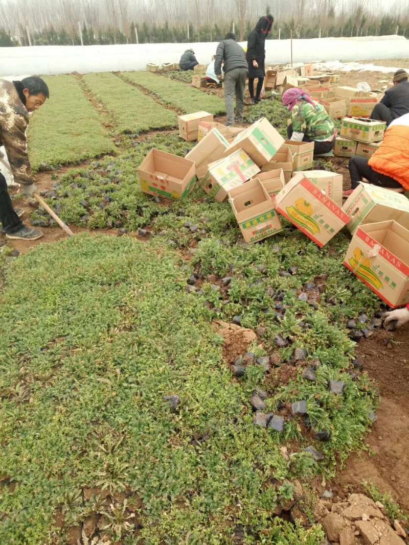 千叶蓍草，基地直销，蓍草，常年供应各种绿化苗木。