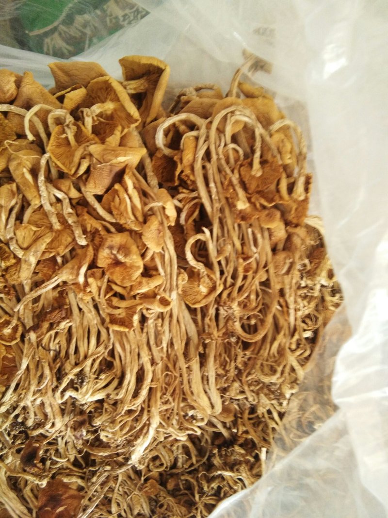 特级广昌开伞茶树菇仿野生包邮