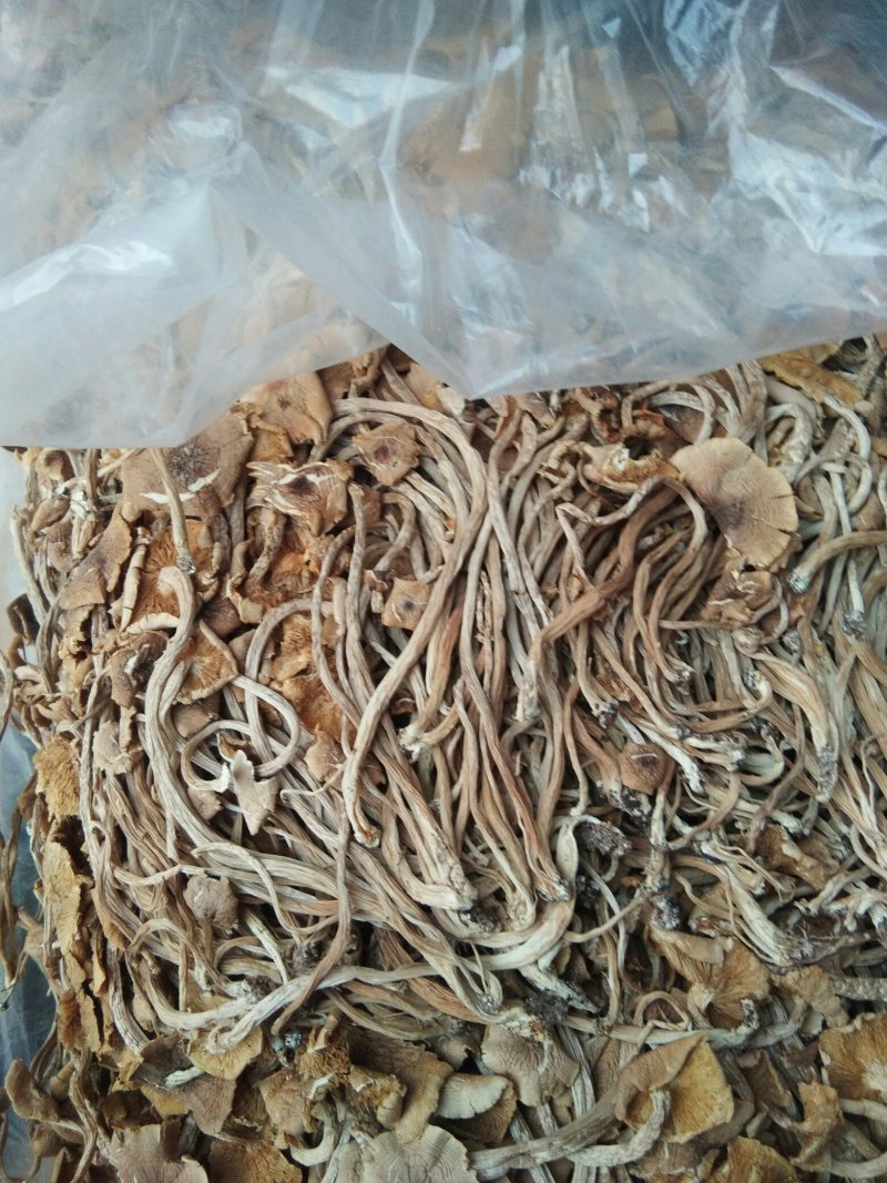 特级广昌开伞茶树菇仿野生包邮