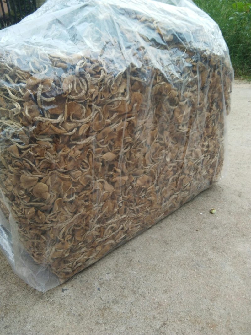 特级广昌开伞茶树菇仿野生包邮