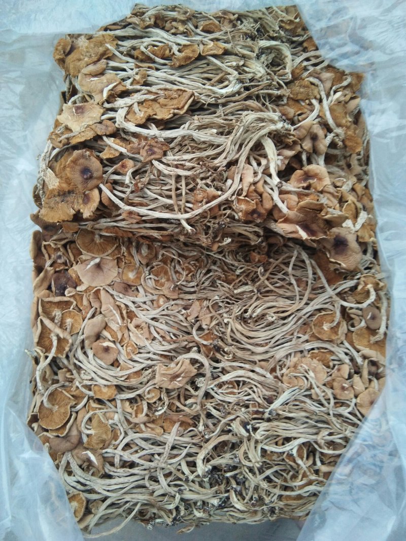 特级广昌开伞茶树菇仿野生包邮