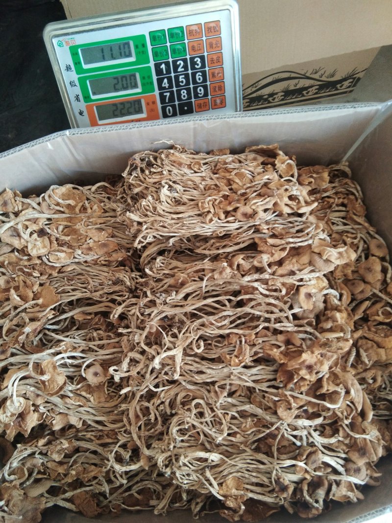 特级广昌开伞茶树菇仿野生包邮