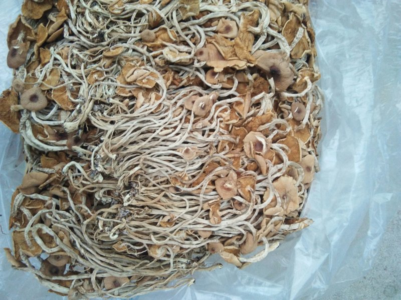 特级广昌开伞茶树菇仿野生包邮