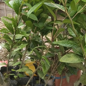 防城港防普金花茶种子杯苗