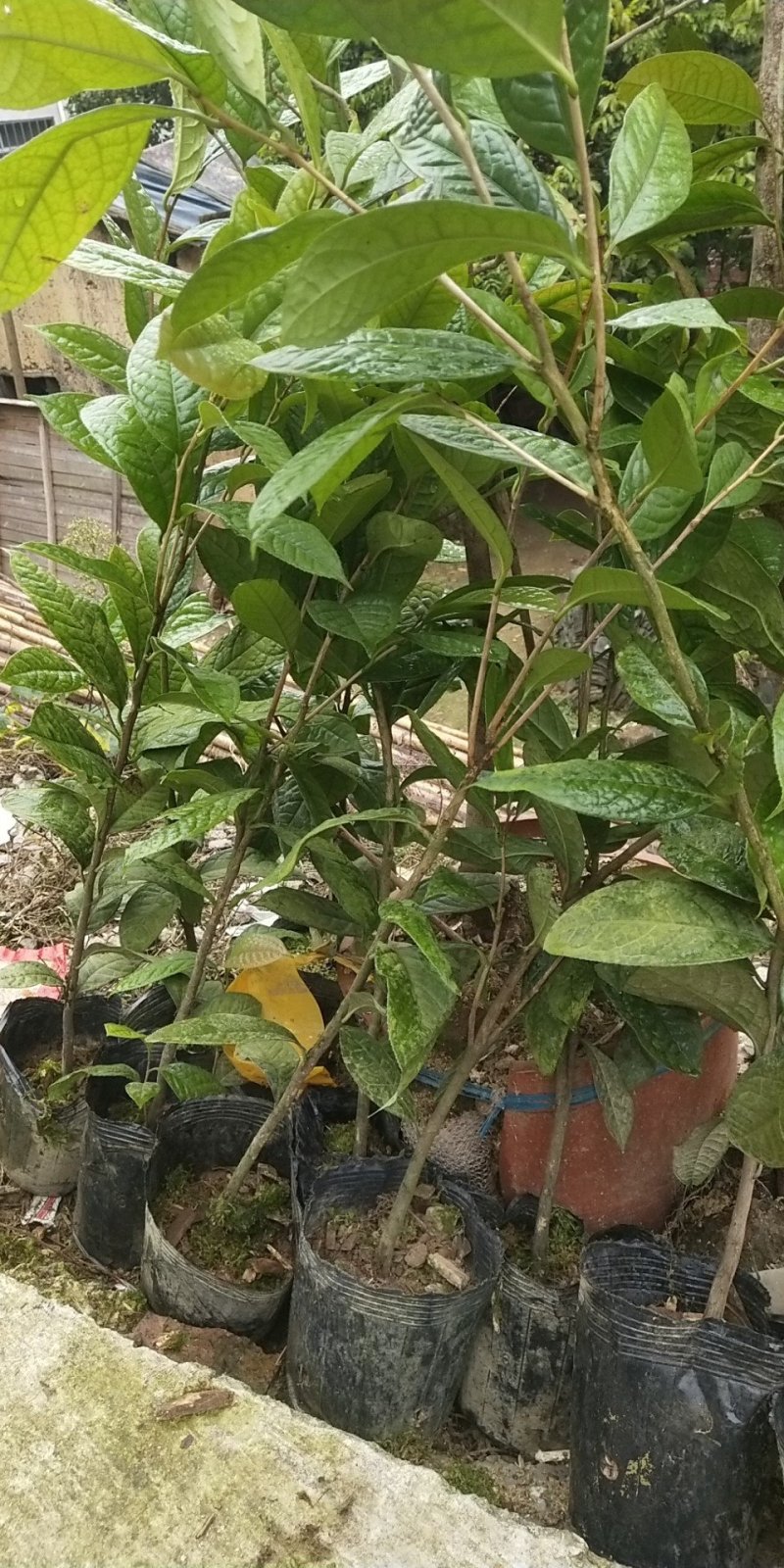 防城港防普金花茶种子杯苗