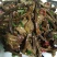 特级广昌开伞茶树菇仿野生包邮