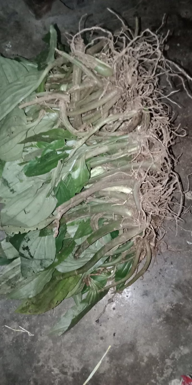见血清