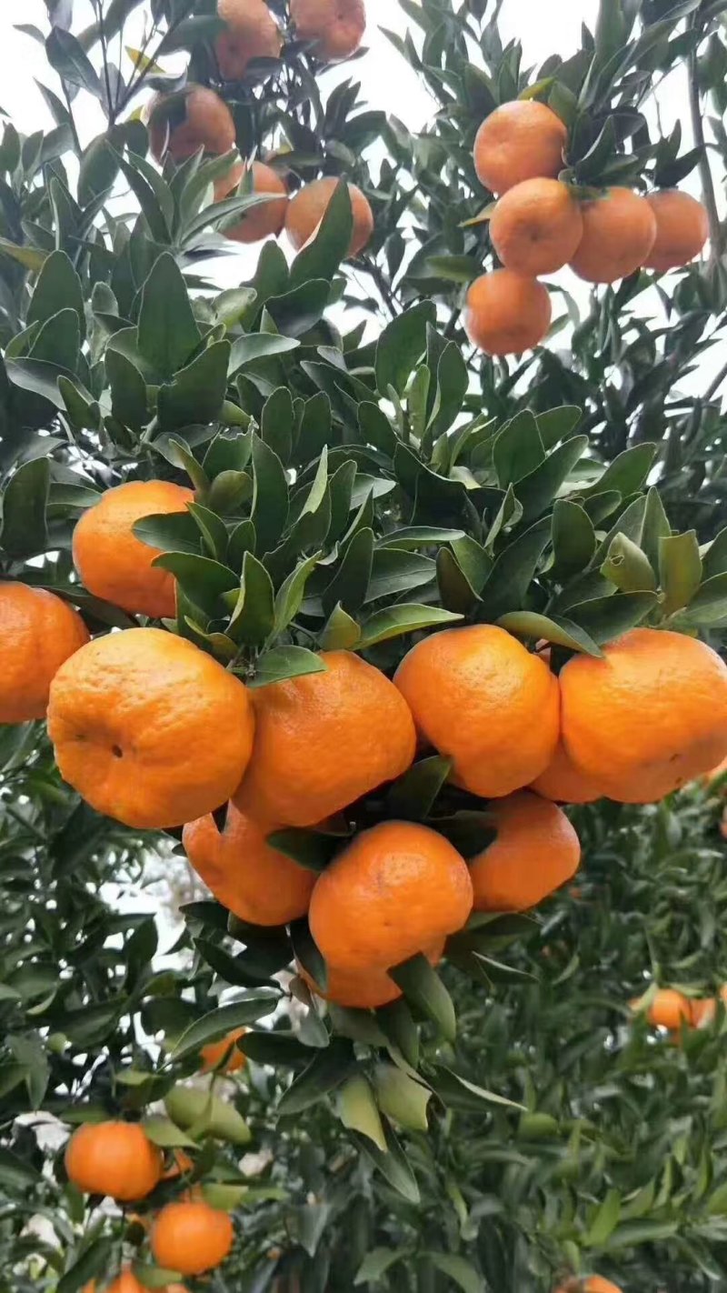 湖北碰柑芦柑产地大量供应个大皮薄汁多口感甜蜜