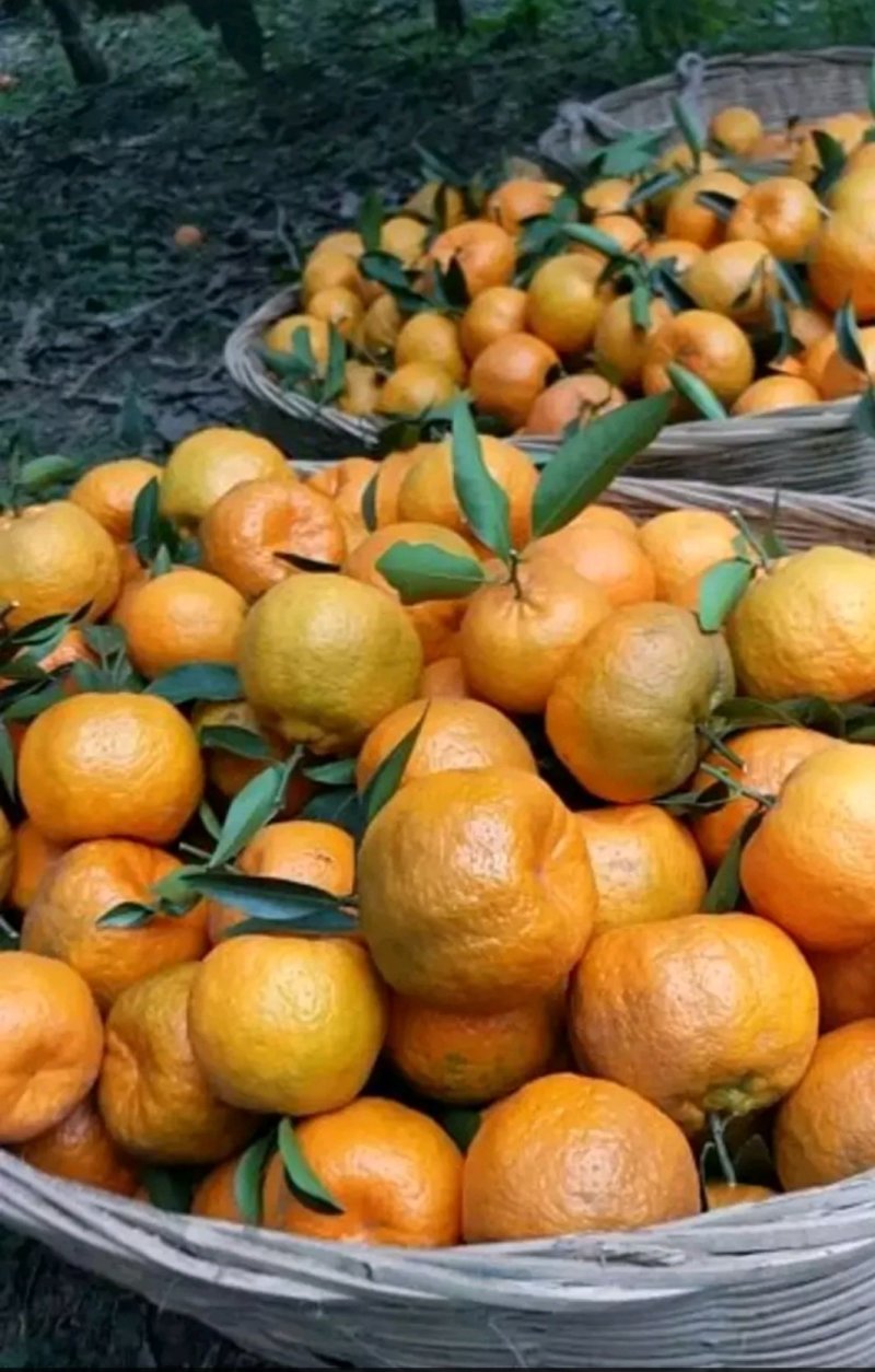 湖北碰柑芦柑产地大量供应个大皮薄汁多口感甜蜜