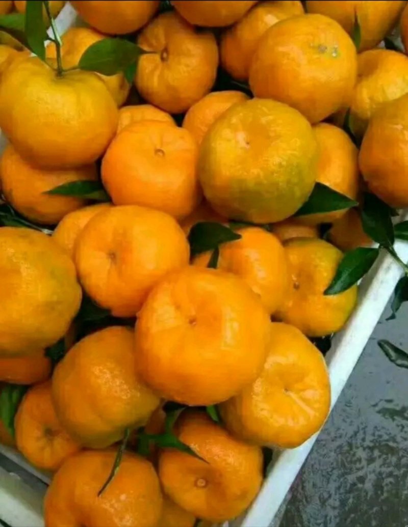 湖北碰柑芦柑产地大量供应个大皮薄汁多口感甜蜜