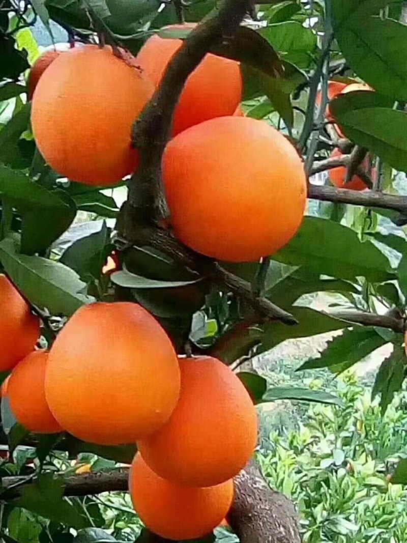 新鲜奉节脐橙水果橙子20斤装现摘包邮