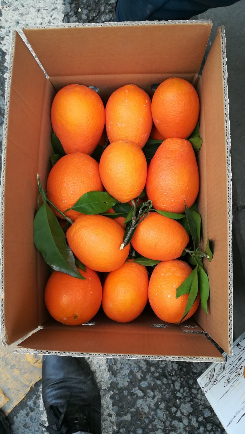 新鲜奉节脐橙水果橙子20斤装现摘包邮