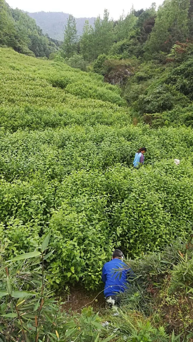 杜仲树苗