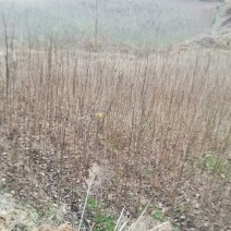 杜仲树苗