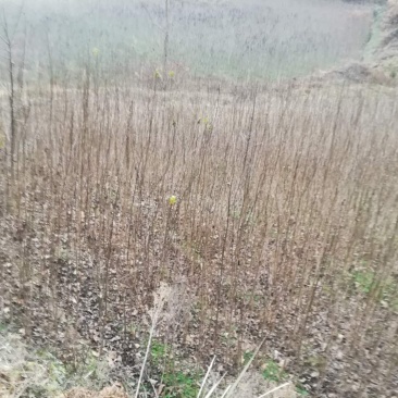 杜仲树苗