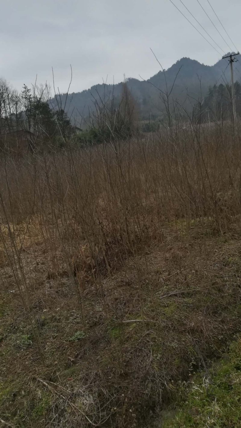 杜仲树苗