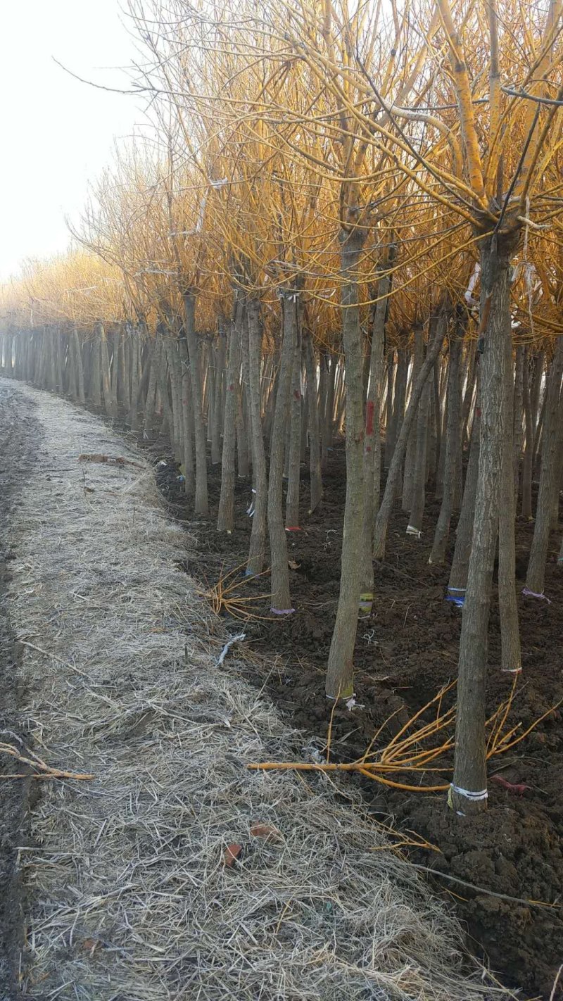 黄金槐