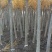 黄金槐