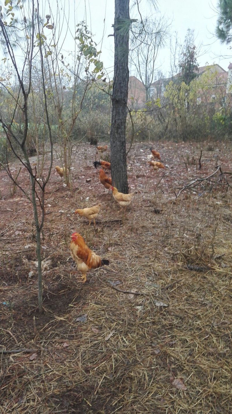 本地土牛