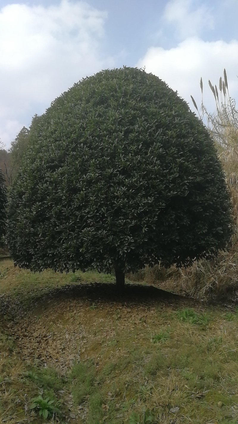 精品桂花