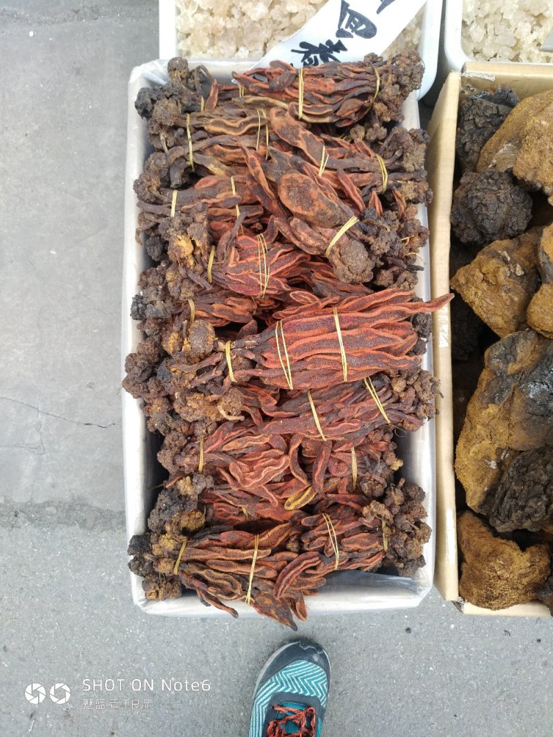 回春草