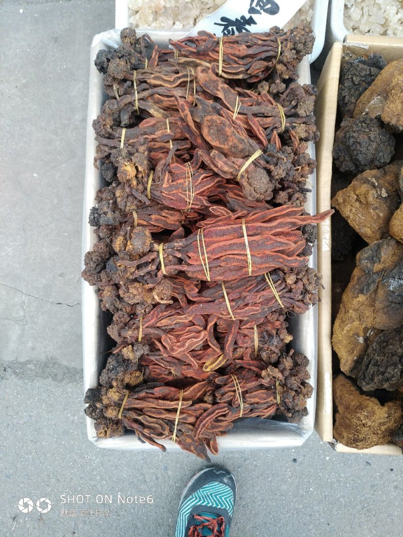 回春草