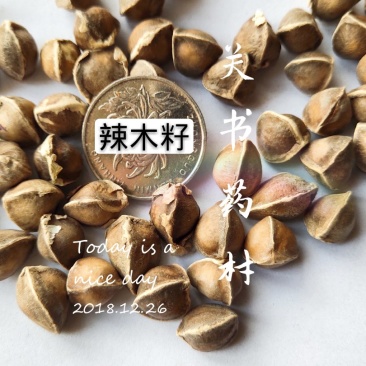 辣木籽选颗粒饱满关书药业批发中药材
